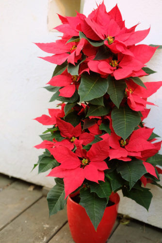 贈り物にオススメの花鉢いろいろ＆クリスマスローズやミニ水仙入荷しました