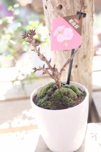 お家でお花見や収穫を楽しむ♪ 旭山桜や斑入りレモンなど入荷しました