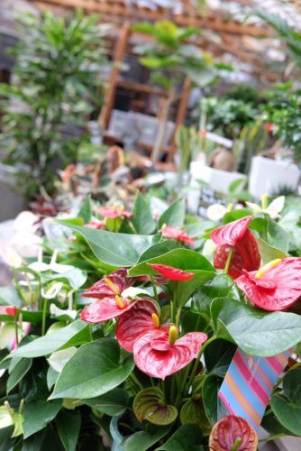 人気のインテリアグリーン！観葉植物色々入荷しています