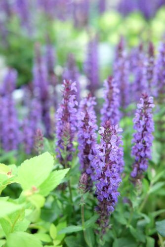 爽やかなブルーのお花特集♪