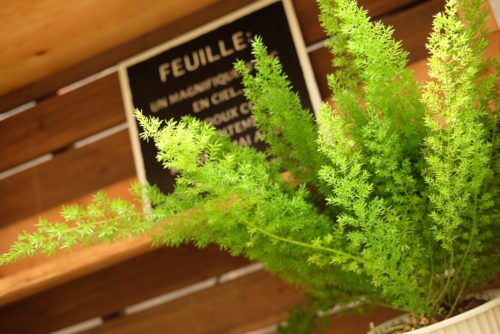 6月20日は父の日！おすすめ観葉植物が入荷してます！