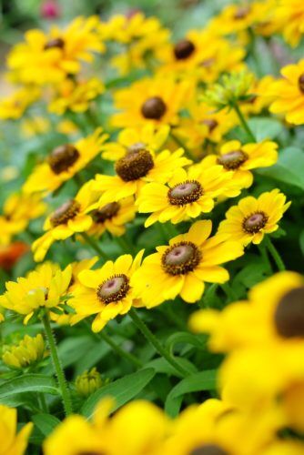 100輪以上の花が咲く！ヒマワリ「サンフィニティ」など入荷しました！
