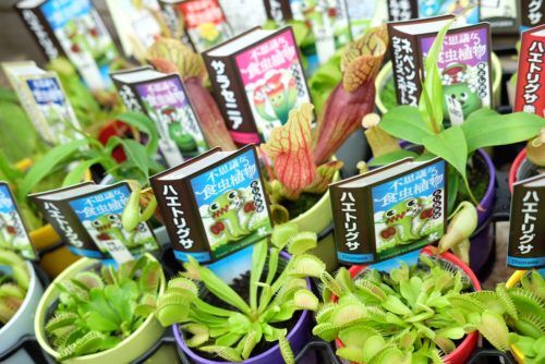 食虫植物やサフランとコルチカムの球根など入荷しました