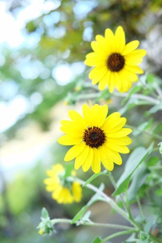 8月8日〜8月18日まで夏季休業となります