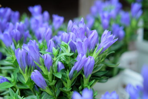 リンドウや菊、カランコエなど秋の花が入荷しました。