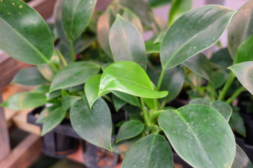 室内で緑を楽しむ観葉植物