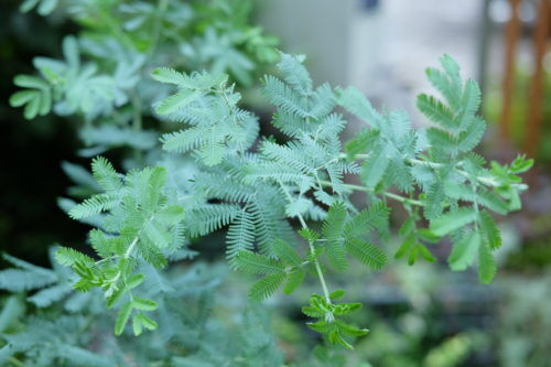 アカシア“ミモザ”、ユーカリ、柑橘系の植木が入荷しました。