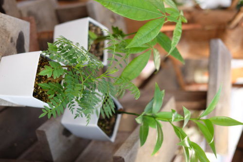 春は観葉植物でお部屋の模様替えを