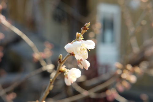 暖地桜桃と紅梅が見られます