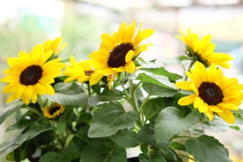 父の日ギフトにも！ヒマワリや観葉植物やミニ盆栽など入荷しています