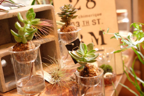 多肉植物の苔玉と苔テラリウムでおしゃれなグリーンインテリア！