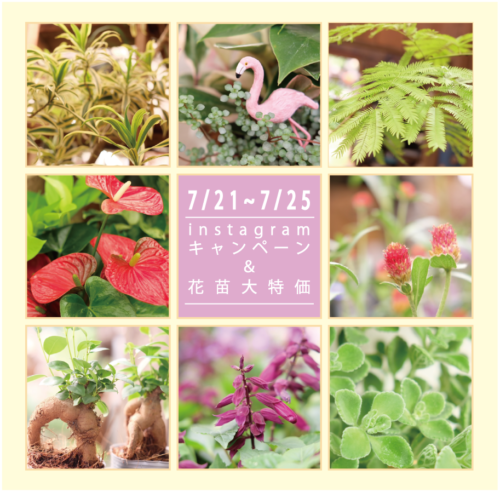 7月21日〜7月25日はインスタキャンペーン＆花苗大特価‼︎