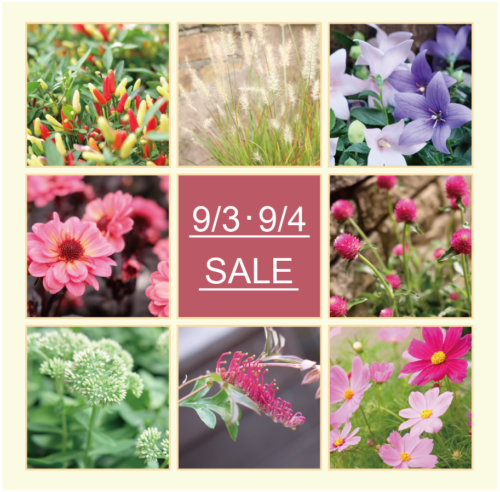 9月3日(土)・4日(日)は月イチSALE！！