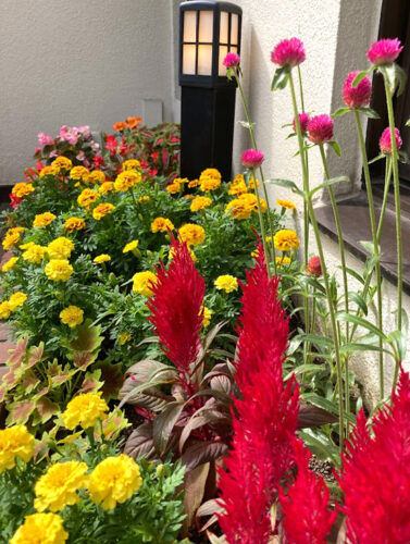 日当たりの良い花壇に秋のお花でコーディネート