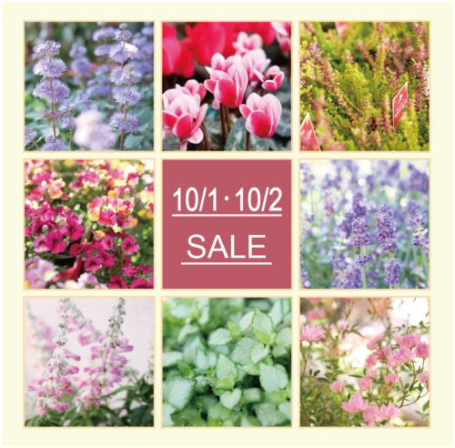 10月1日(土)・2日(日)は月イチSALE !!