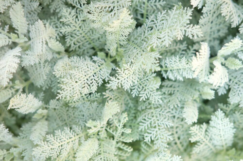 冬の寄せ植えにピッタリ！シルバーリーフいろいろ