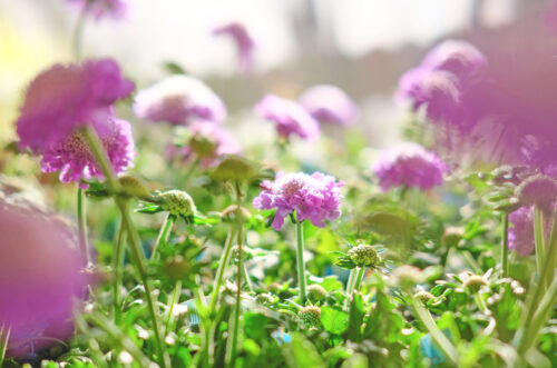 アリッサム「サミット」やミニサボテンやミニ観葉植物入荷しました