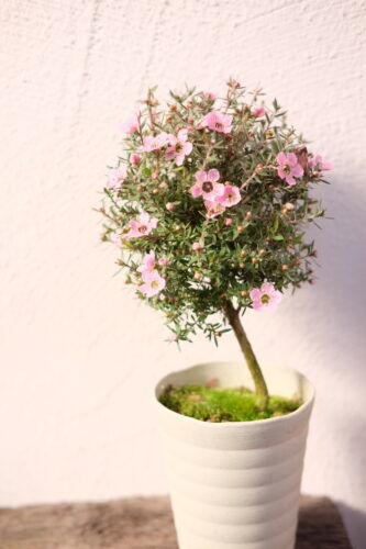 寄せ植えにおすすめギョリュウバイのスタンド仕立てや淡雪エリカなど入荷しました