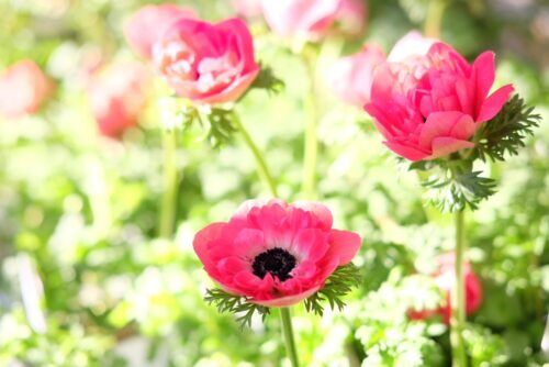珍しい斑入り沈丁花や、花粉症対策ハーブ苗など入荷しました