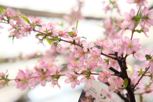 庭梅や一才カイドウなどお家でお花見を