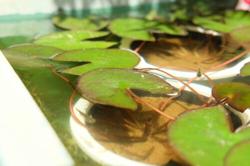 水生植物の姫睡蓮にウォーターマッシュルーム、夏に強い花苗も入荷です。