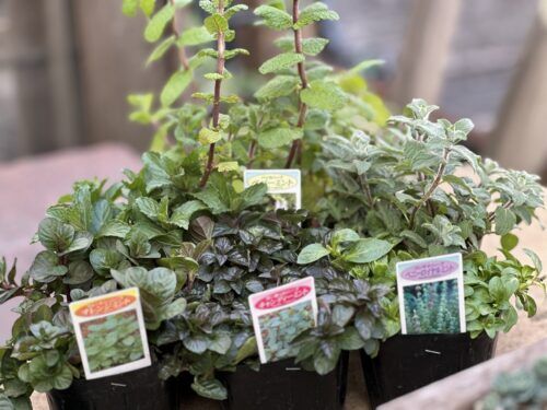ミントやタイムなどハーブ類色々入荷です！花粉症予防にも♪