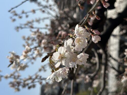 暖地桜桃が満開です！
