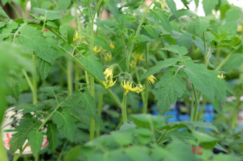ミニトマト・ゴーヤなど野菜苗入荷しました