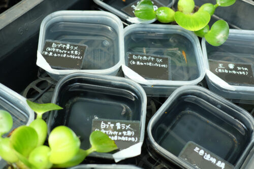 珍しい種類のメダカ入荷しました