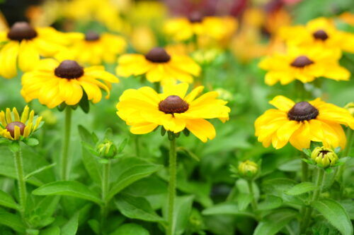 ヒマワリ「サンフィニティ」やニチニチソウ「夏桜」など夏のお花入荷しました
