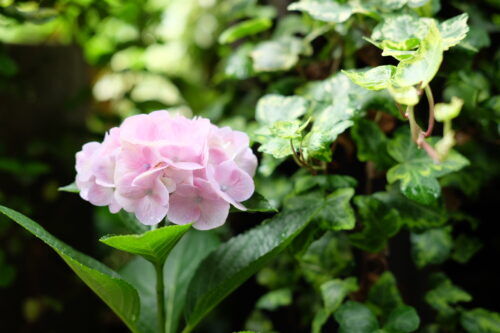 7月はアジサイの花後剪定とお礼肥の時期