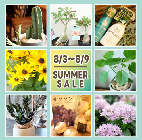 8月3日(土)～9日(金)は夏の売り尽くしSALE！！
