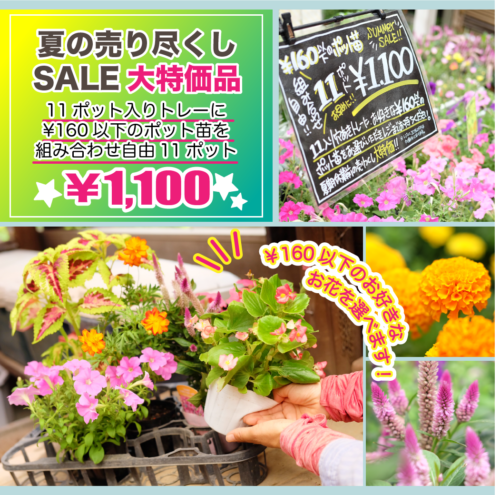 夏の売り尽くしSALE★大特価品いろいろ