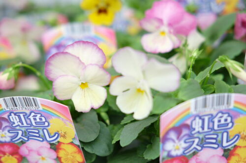 パンジーやストックなど冬のお花も入荷してきました