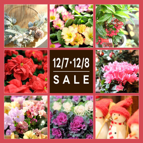 12月7日(土)・8日(日)は月イチSALE！！