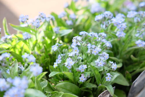 先取！春色カラーの植物いろいろ