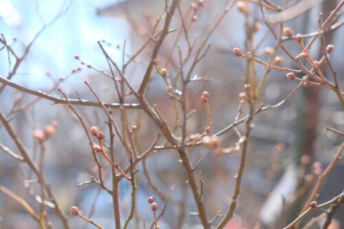 3月の園芸作業「果樹苗の植え付け」