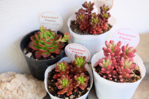 多肉植物をオシャレな鉢に植えて楽しむ