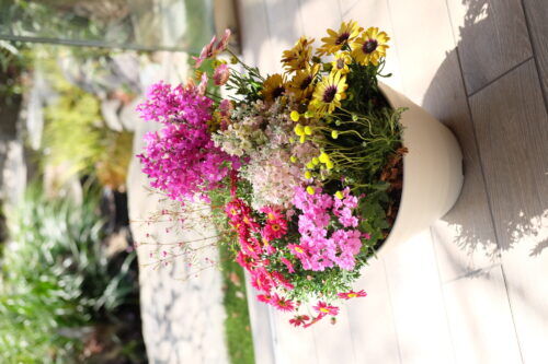 寄せ植えで華やかに卒園式の壇上花