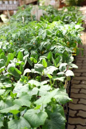 4月の園芸作業「夏野菜苗の植え付け」