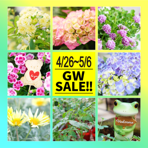 4月26日(土)〜5月6日(火•祝)はゴールデンウィークSALE！！