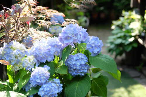 ６月の園芸作業「アジサイの花後管理」