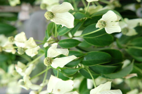 7月の園芸作業「鉢植えの夏越しコツ」
