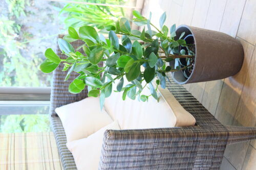 観葉植物いろいろ入荷しました