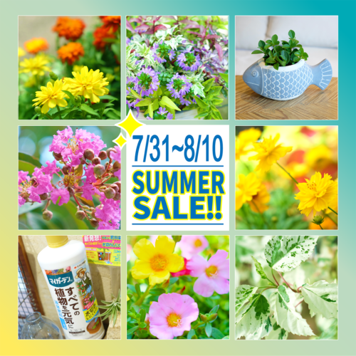 7月31日(木)〜8月10日(日)は夏の売り尽くしSALE！！