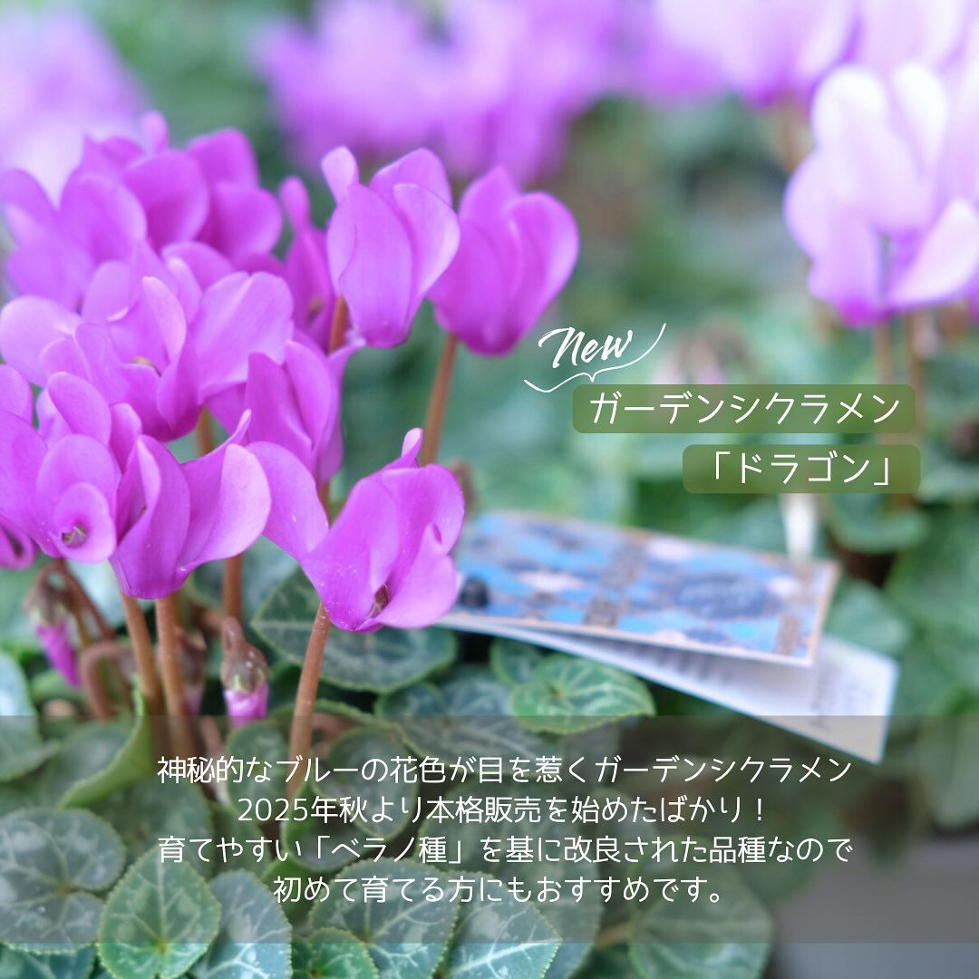 すっかり長袖で過ごす季節になりましたね