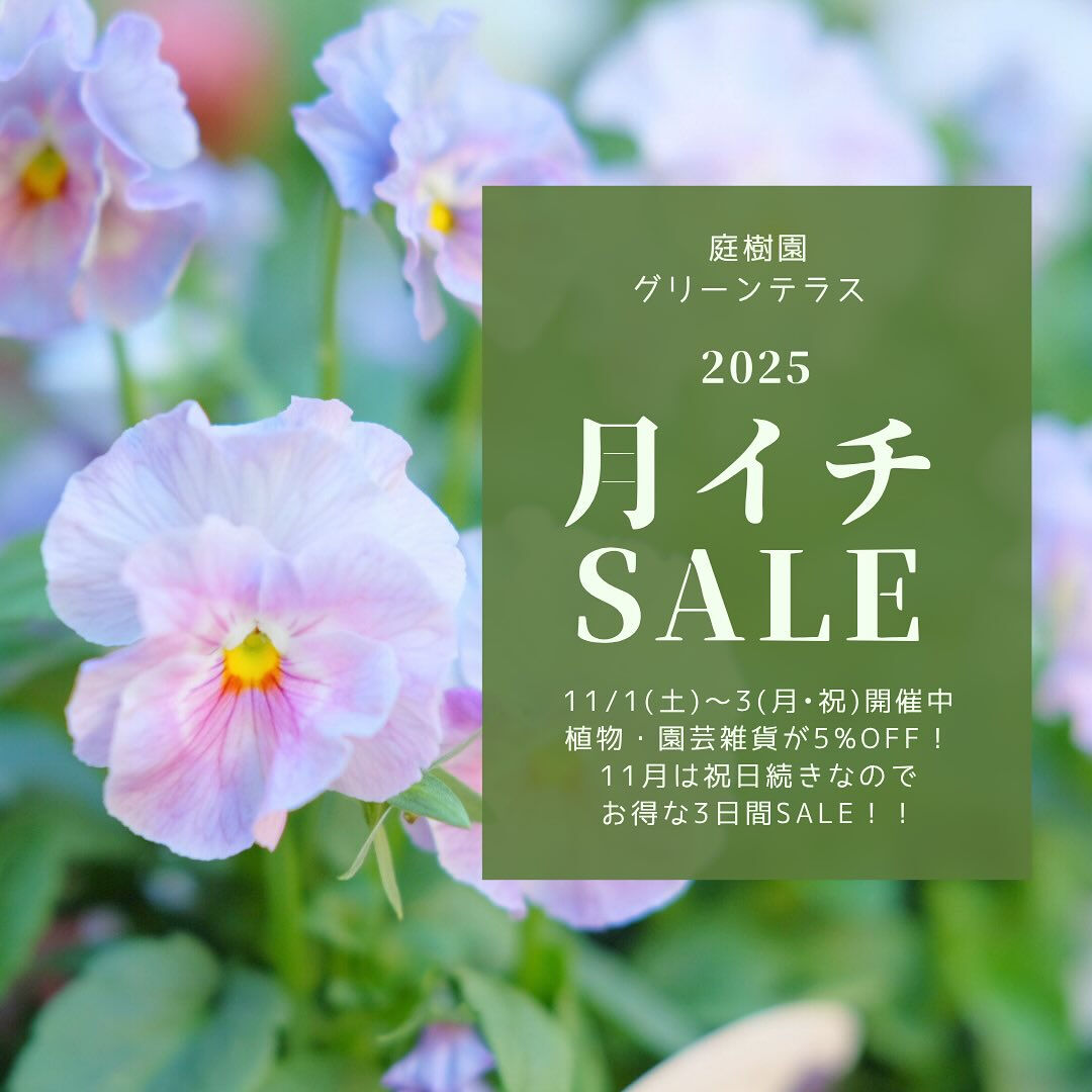 ⭐️11/1(土)〜3(月･祝)は月イチSALE⭐️