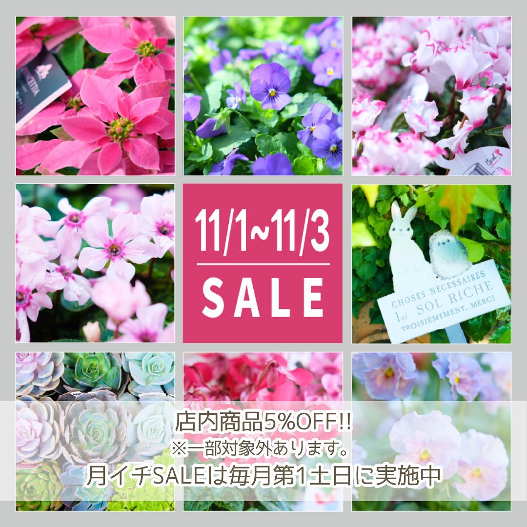 ⭐️11/1(土)〜3(月･祝)は月イチSALE⭐️