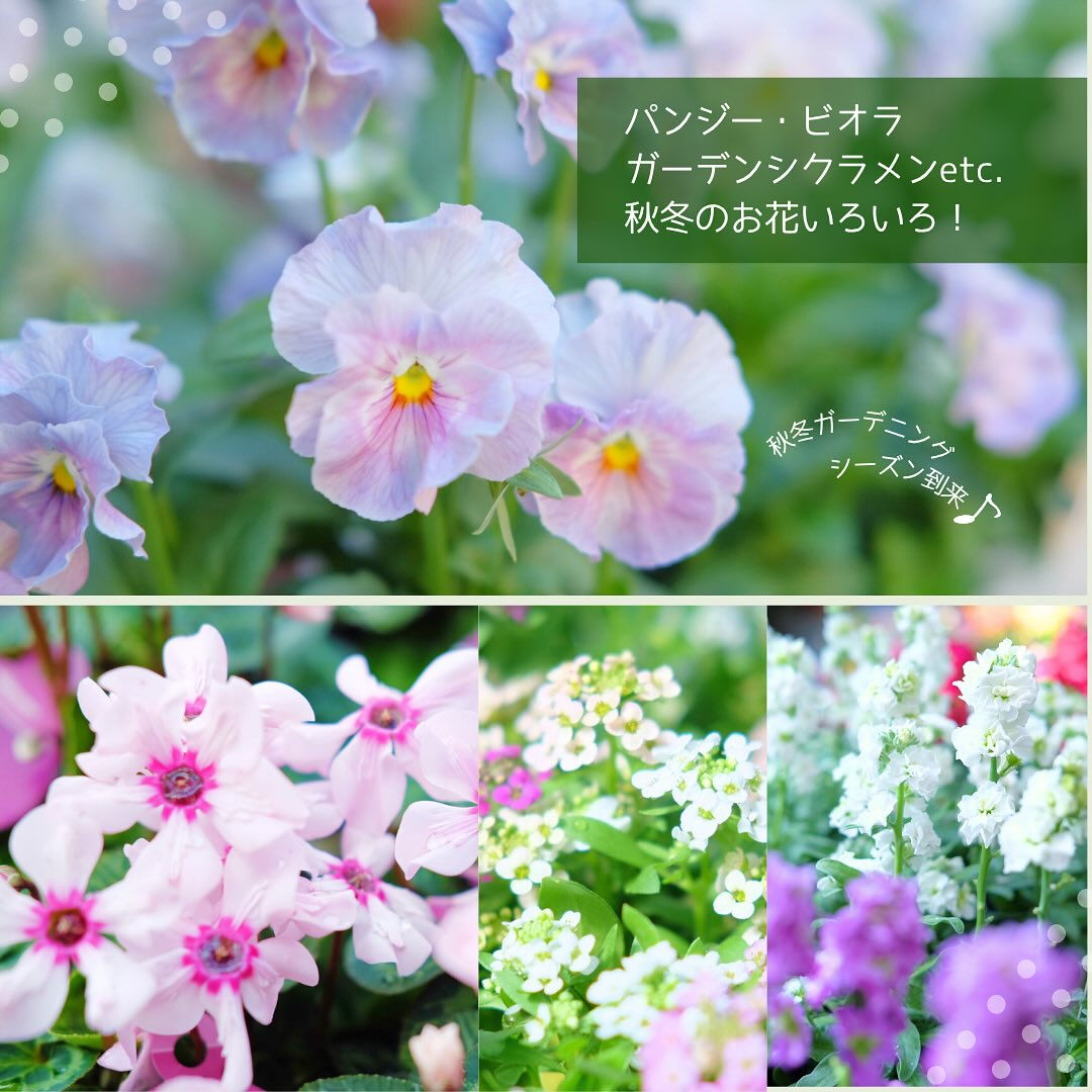 ⭐️11/1(土)〜3(月･祝)は月イチSALE⭐️