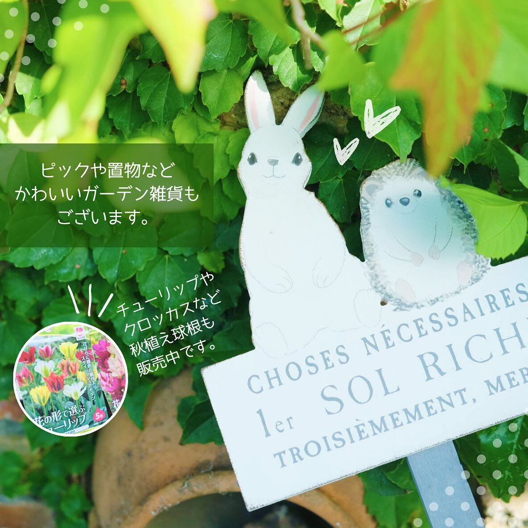⭐️11/1(土)〜3(月･祝)は月イチSALE⭐️